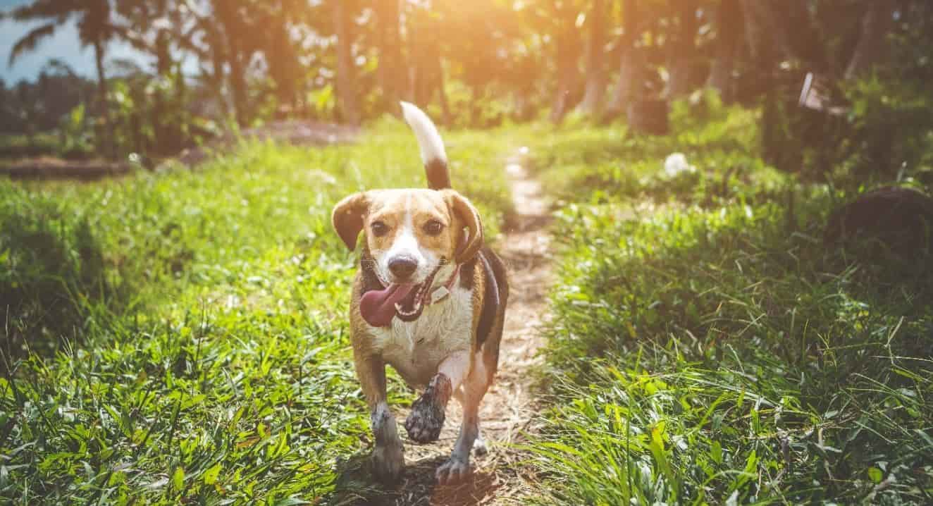 Beagle Park Beagle runs around at a green park