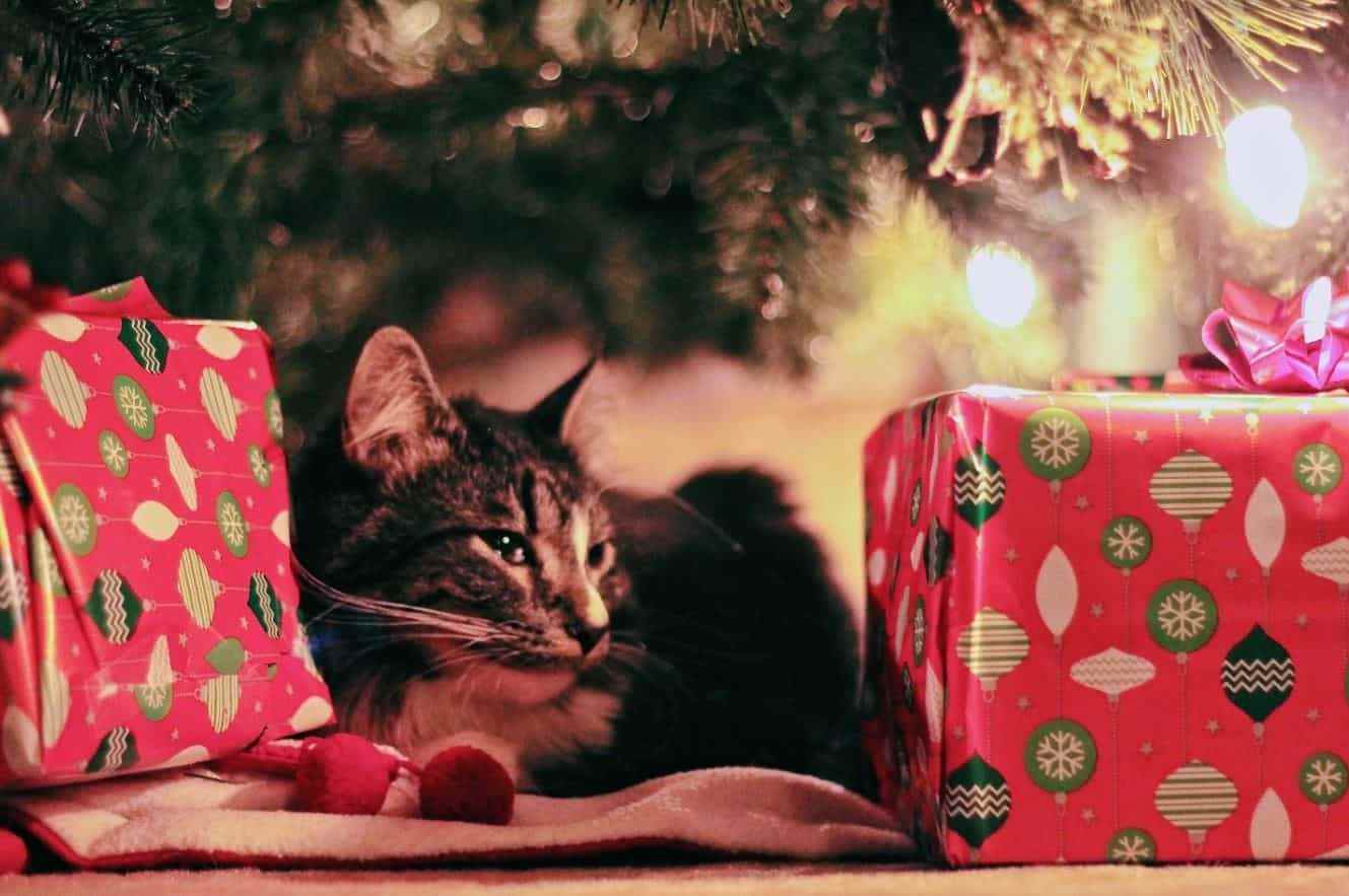 Cat Christmas Tree Cat lying under Christmas tree
