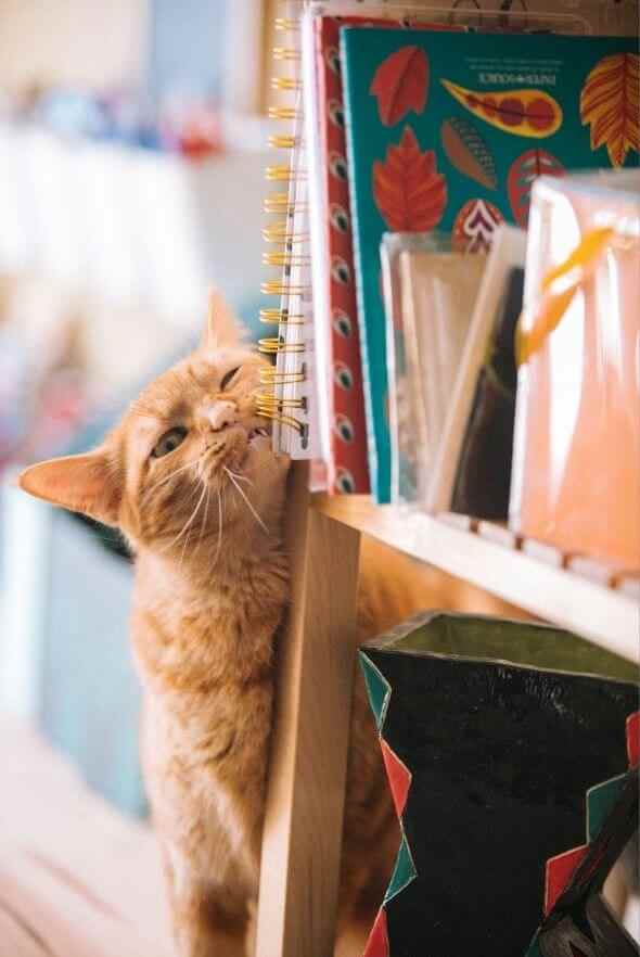 Cat Shelf Cat leaning shelf