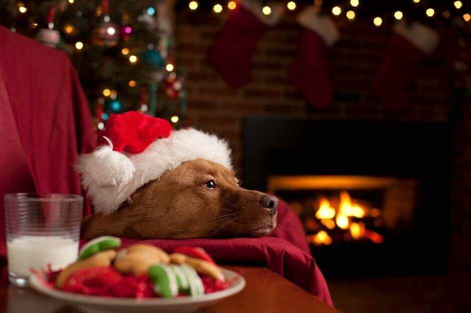 Dog Christmas Hat Dog wearing Christmas hat laying on couch