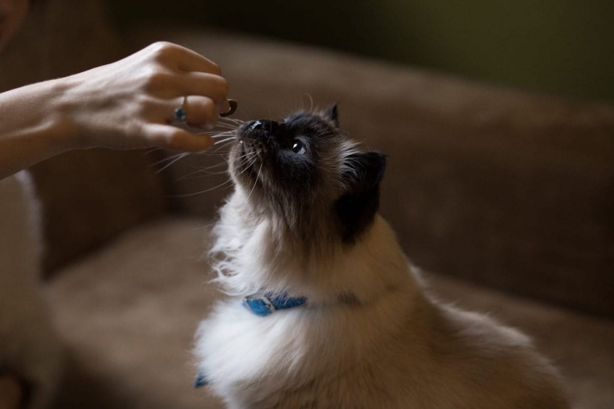 Cat and CBD Treat Cat attracted by snack