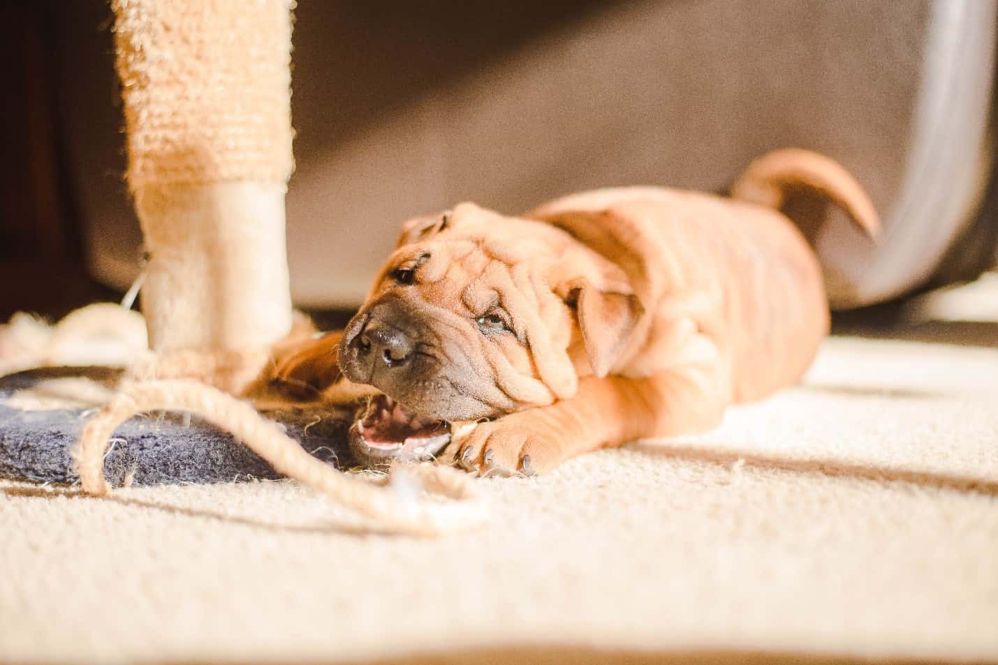 Sharpei Dog Lying on Floor with CBD Treat Sharpei dog lying down the floor