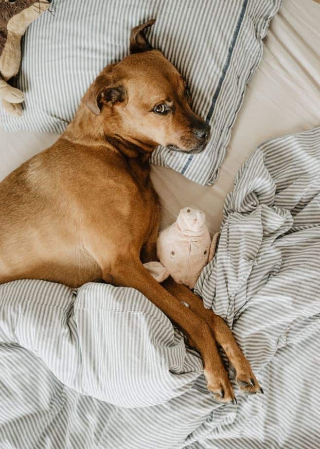 Brown Dog Lying Down in Bed Dog in bed