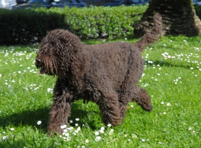Barbet Barbet is one the new dog breeds in 2020
