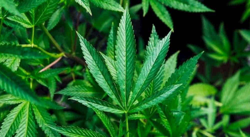 Hemp leaf