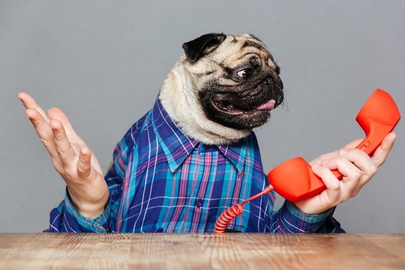 Humandog Phone Humandog on the phone