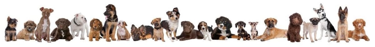 Breeds Line Up 2020 newest dog breed line up