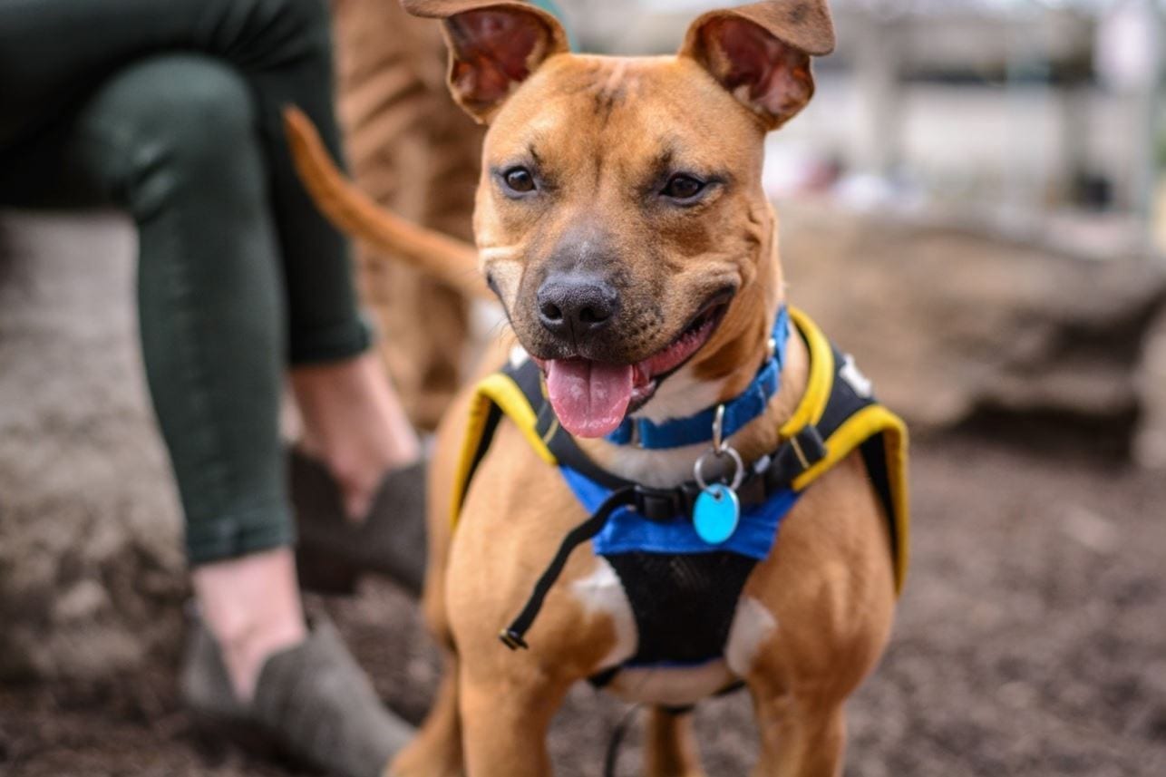 Pit Bull at Park Pit bull at dog park