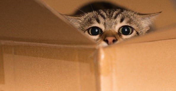Cat in Cardboard Cat in cardboard moving box