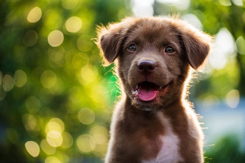 Brown Puppy Closeup Close up brown puppy