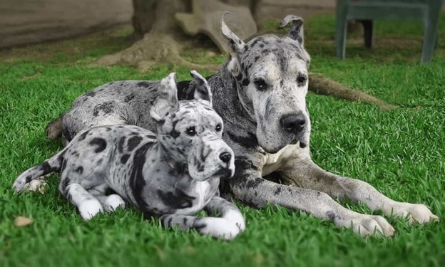 Cuddle Clones Stuffed Animals Cuddle Clones for you Valentine's day