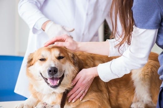 Dog at Vet Dog visits a vet for check up