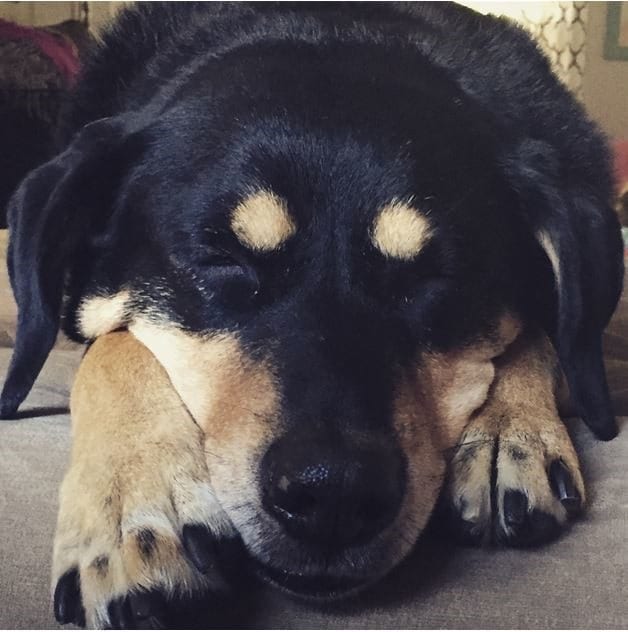 Black and tan dog