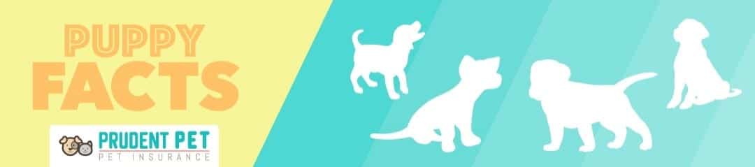 Dog pregnancy and puppy