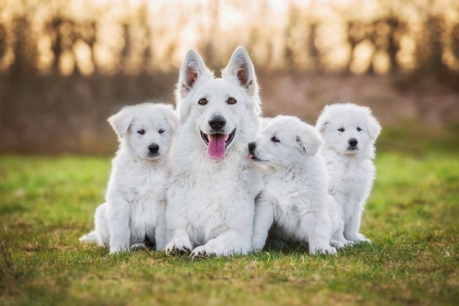 White Dogs Puppies White dog parent and puppies get together