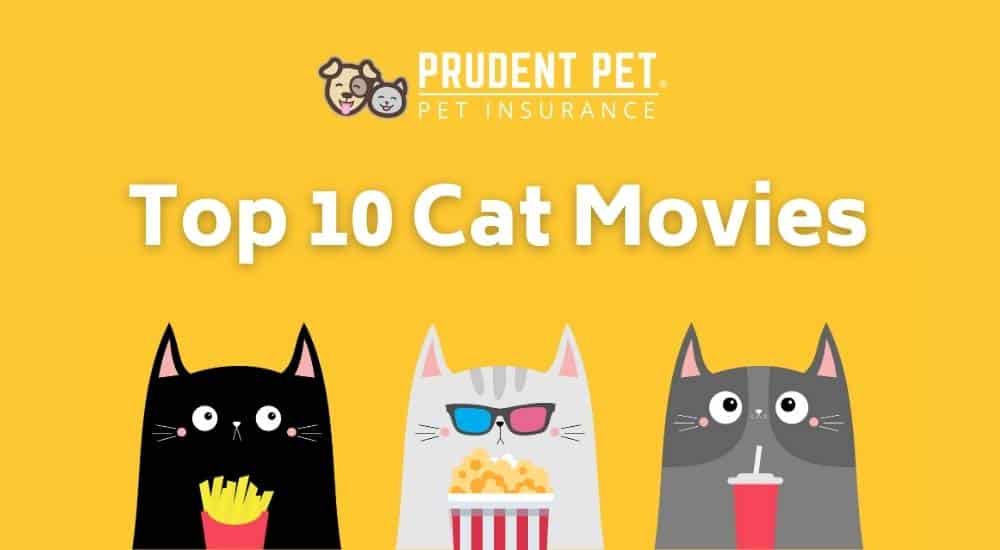 Three kitties eating snacks at movie