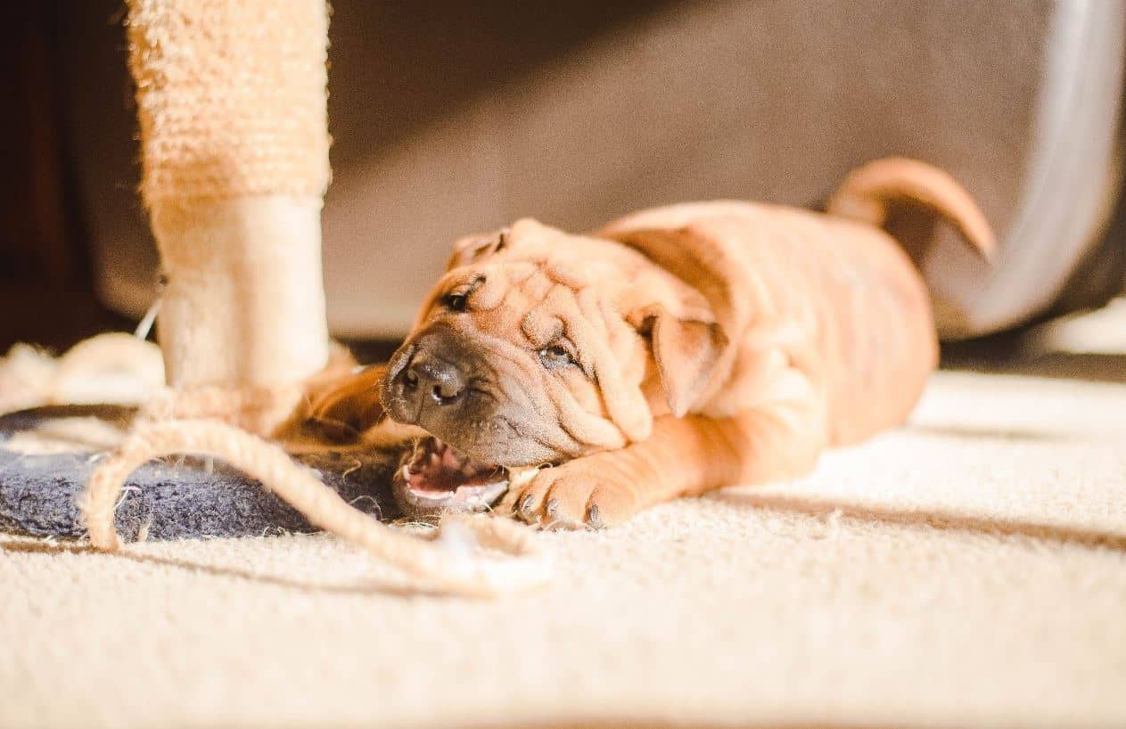 Dog Health Mental illness in dogs like humans