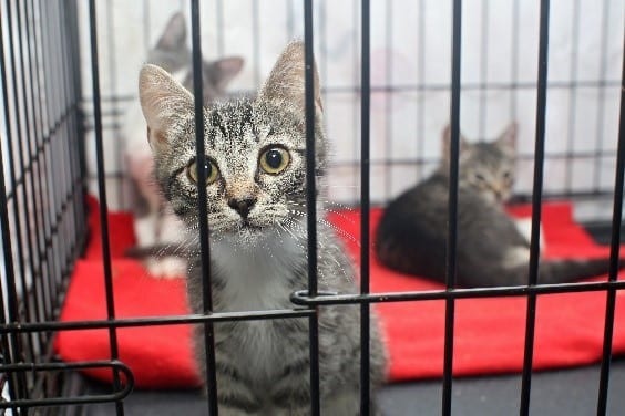 Cats in Cage Cats stay in a cage
