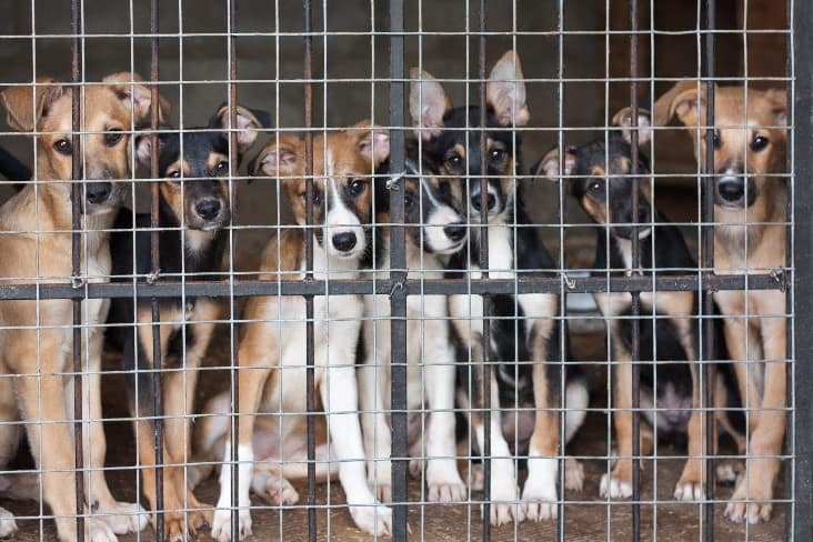 Caged Dogs Many breeds of dogs in cage