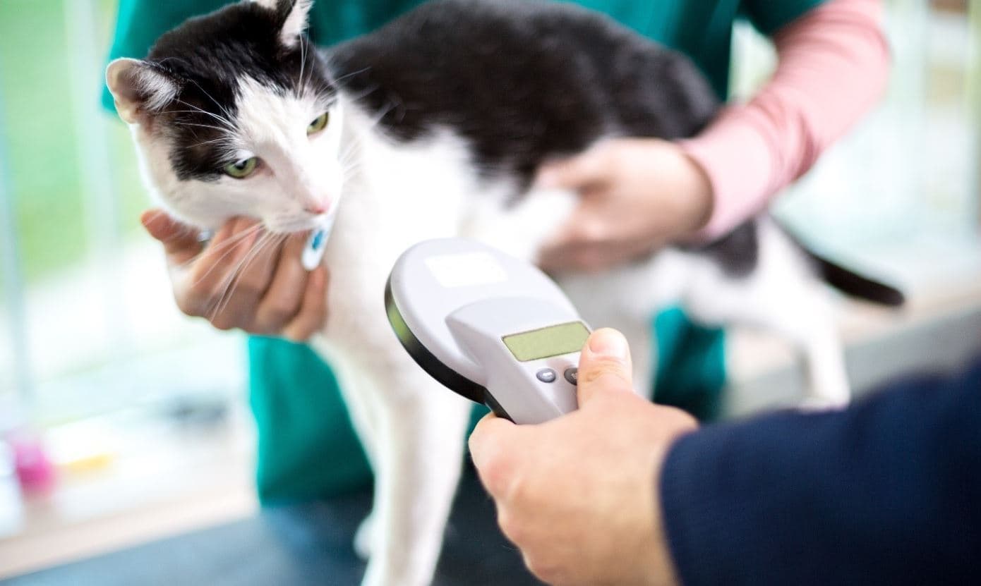 Reading Chip in Cat Vet reads a chip in cat