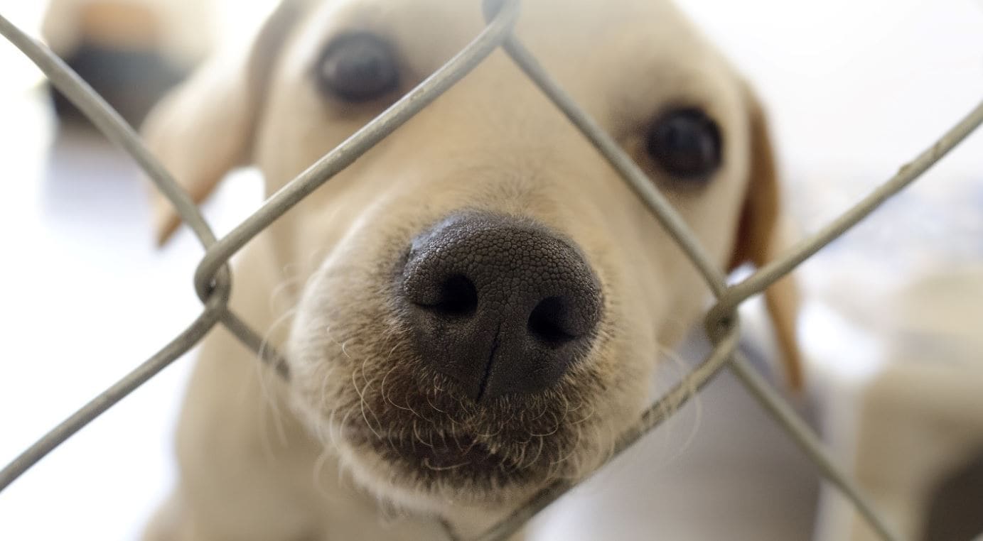 Dog in Cage White mixed dog in cage close up