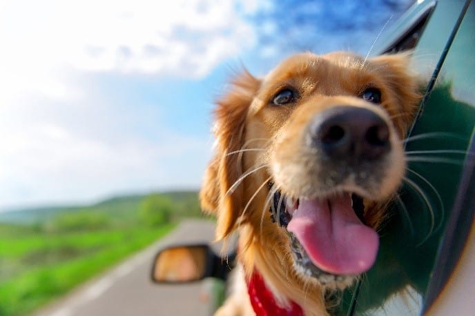 Dog Car Window Dog sticking his face from car window