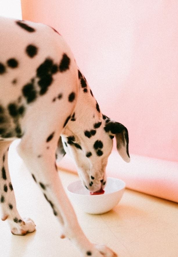Dalmatian Feed Dalmatian feeds in apartment