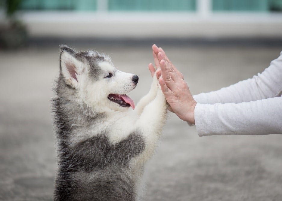 High Five Dog Dog giving high five to human