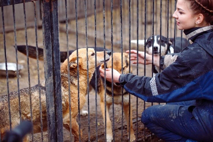 Rescue and Shelter Employee Rescue and shelter employee petting dogs in cage