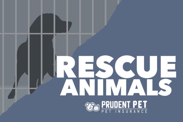 Rescue Animals banner for Prudent Pet
