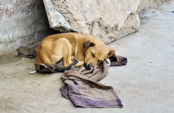 Street Dog Sleeping street dog on the street