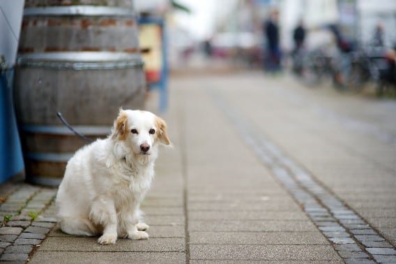 Barrel Dog Dog tied outside