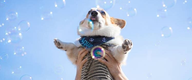 National Dog Party Day and Take Your Dog blog post from Prudent Pet