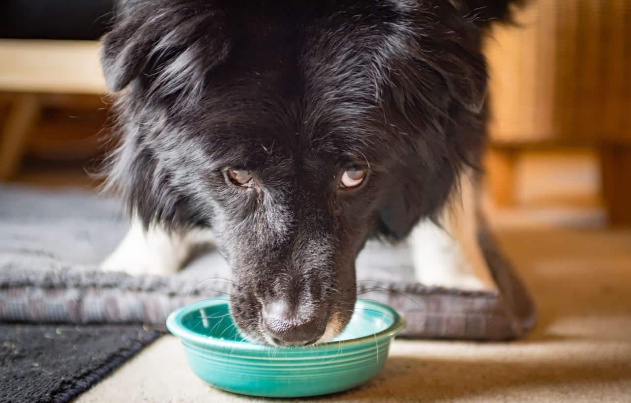 Eating Broth Dog eating bone broth soup