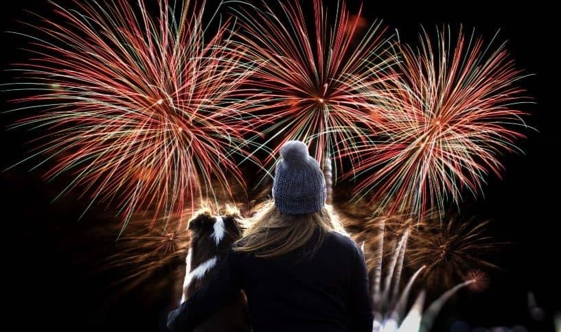 Fireworks Dog Dog at a fireworks festival