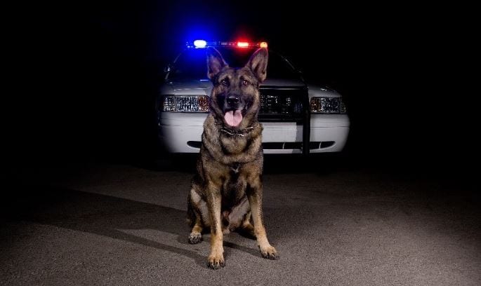 K9 and Police Car k9 dog and police car