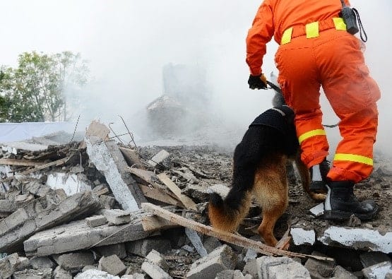 Rescue Dog in Action Rescue dog in action