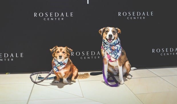 Rosedale Center Winter Mall Walk 300 dogs went to Rosedale Center Winter Mall the first weekend