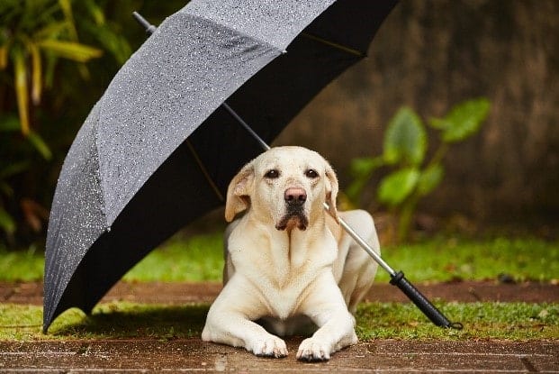 Dog Umbrella Dog sits under umbrella