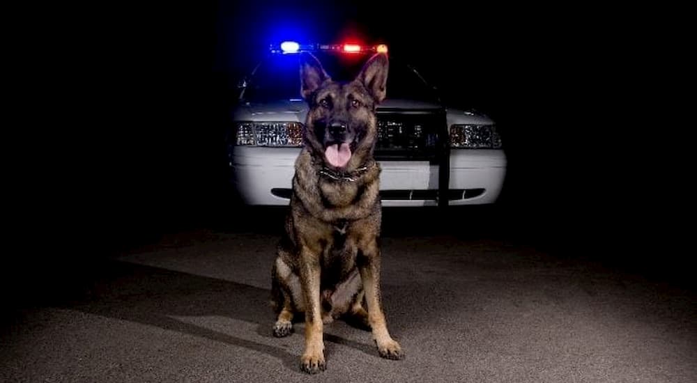 K9 police dog blog post from Prudent Pet