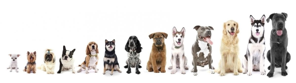 Mutts Many mutts in line by height