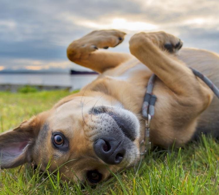 Mutt Lying in Grass Mutt dog lying on grass