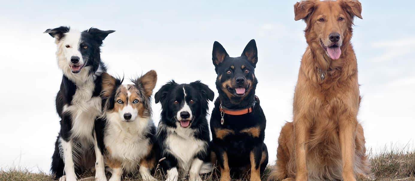 Mutt breeds lined up