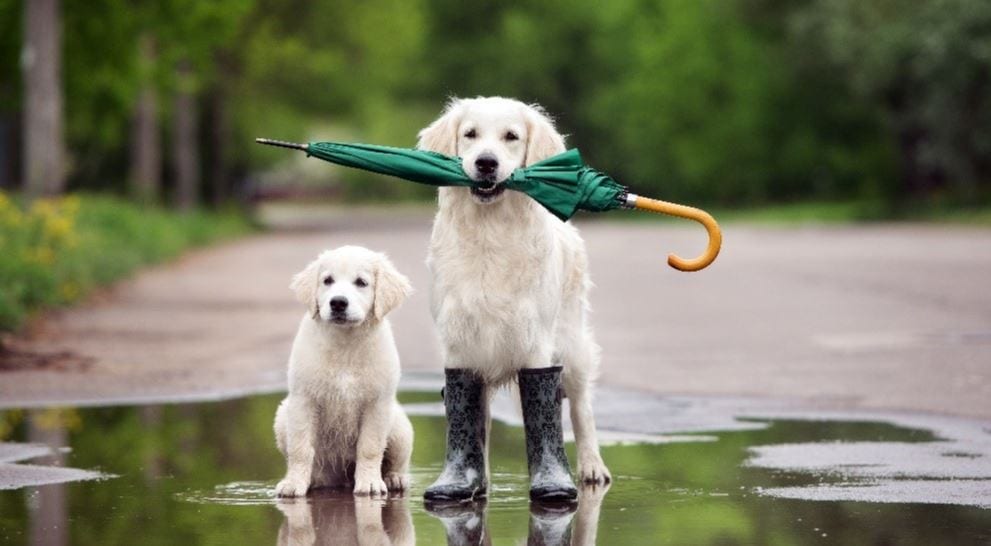 Two Dogs Rain Two dogs hold umbrella