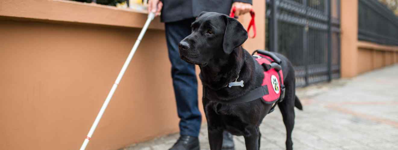 Guide dog leads a person on the street