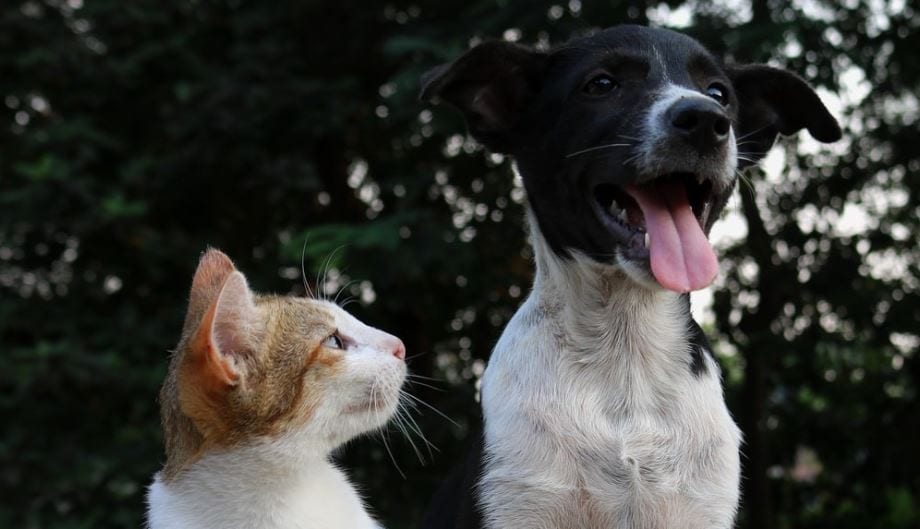 Cat and Dog Cat looks at dog