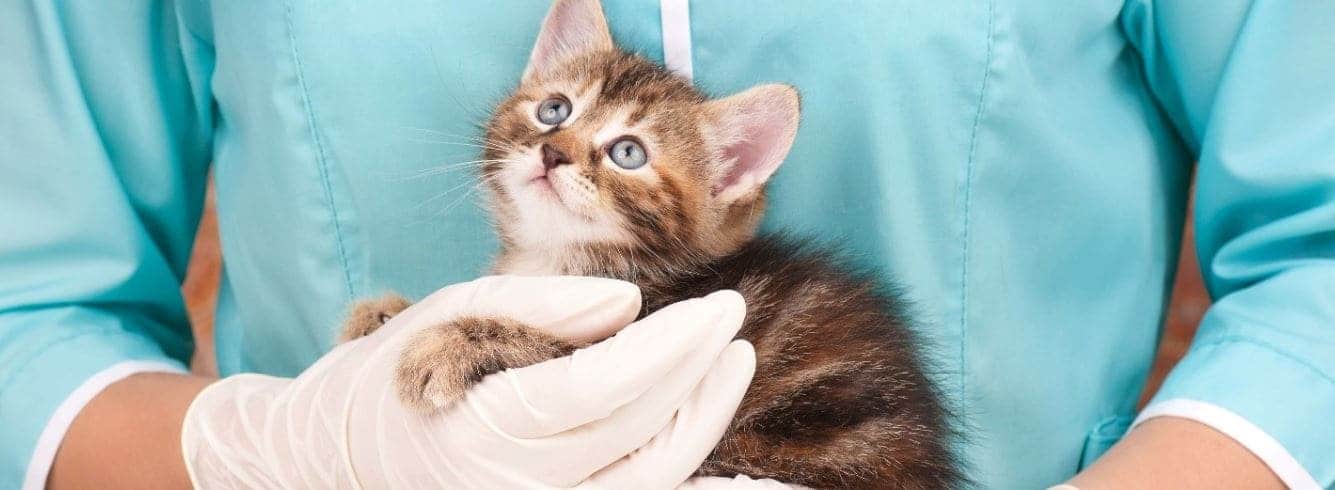 Take Your Cat to the Vet day post from Prudent Pet