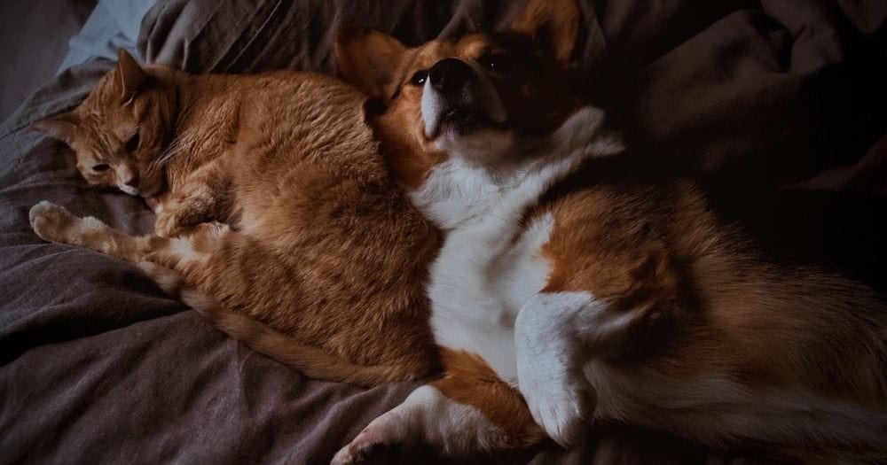 Cat and Dog Cat and dog hanging out on the bed