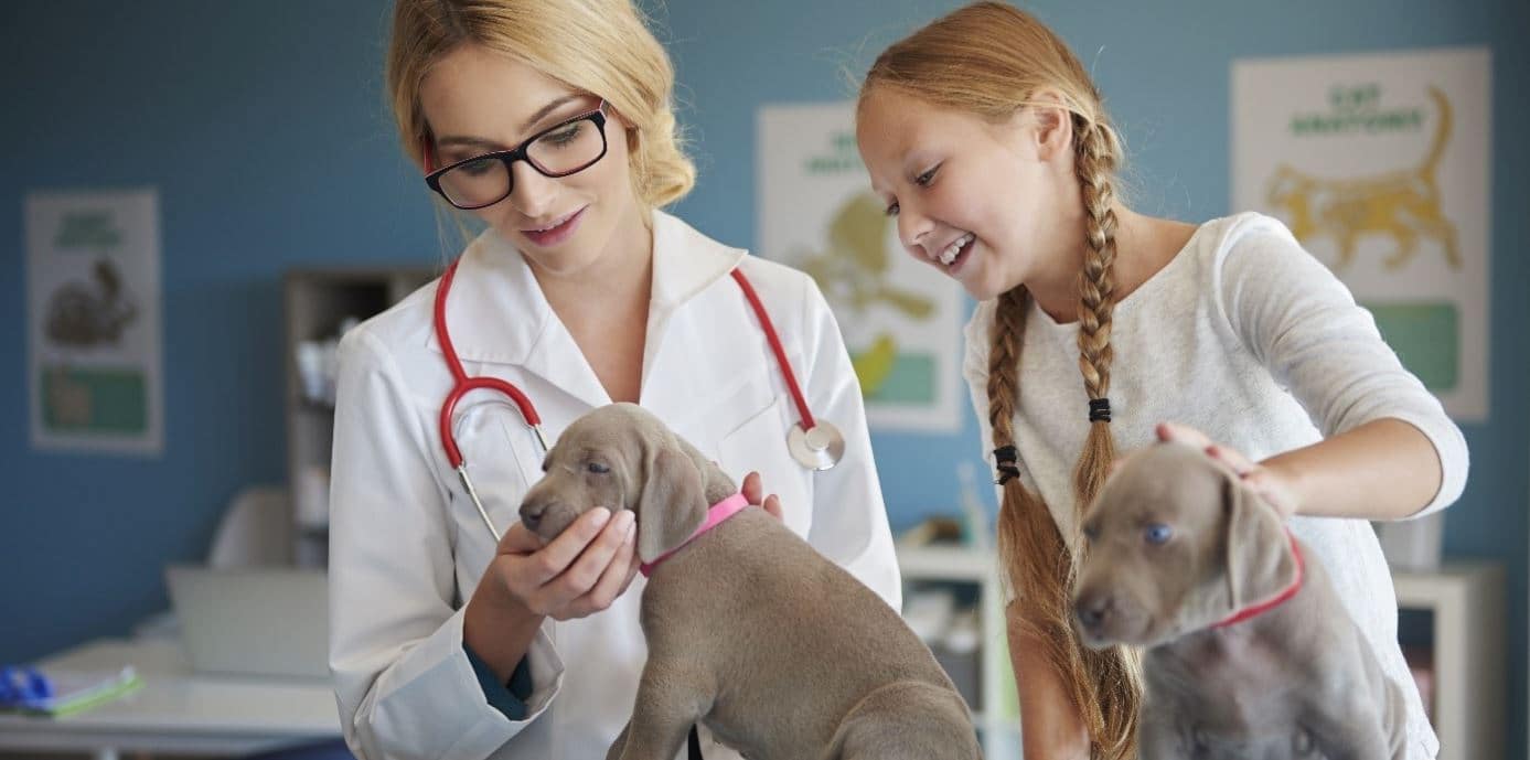 Vet checks dog DNA