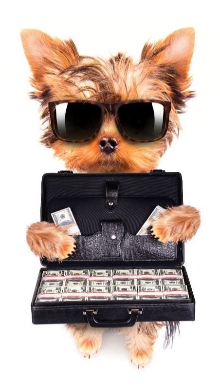 Dog Bills Dog holds bills in case
